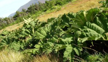 Due to Gunnera’s wide leaf span, large dense stands can have a dramatic impact on the local biodiversity by light exclusion, according to invasive species specialist firm INVAS Biosecurity.