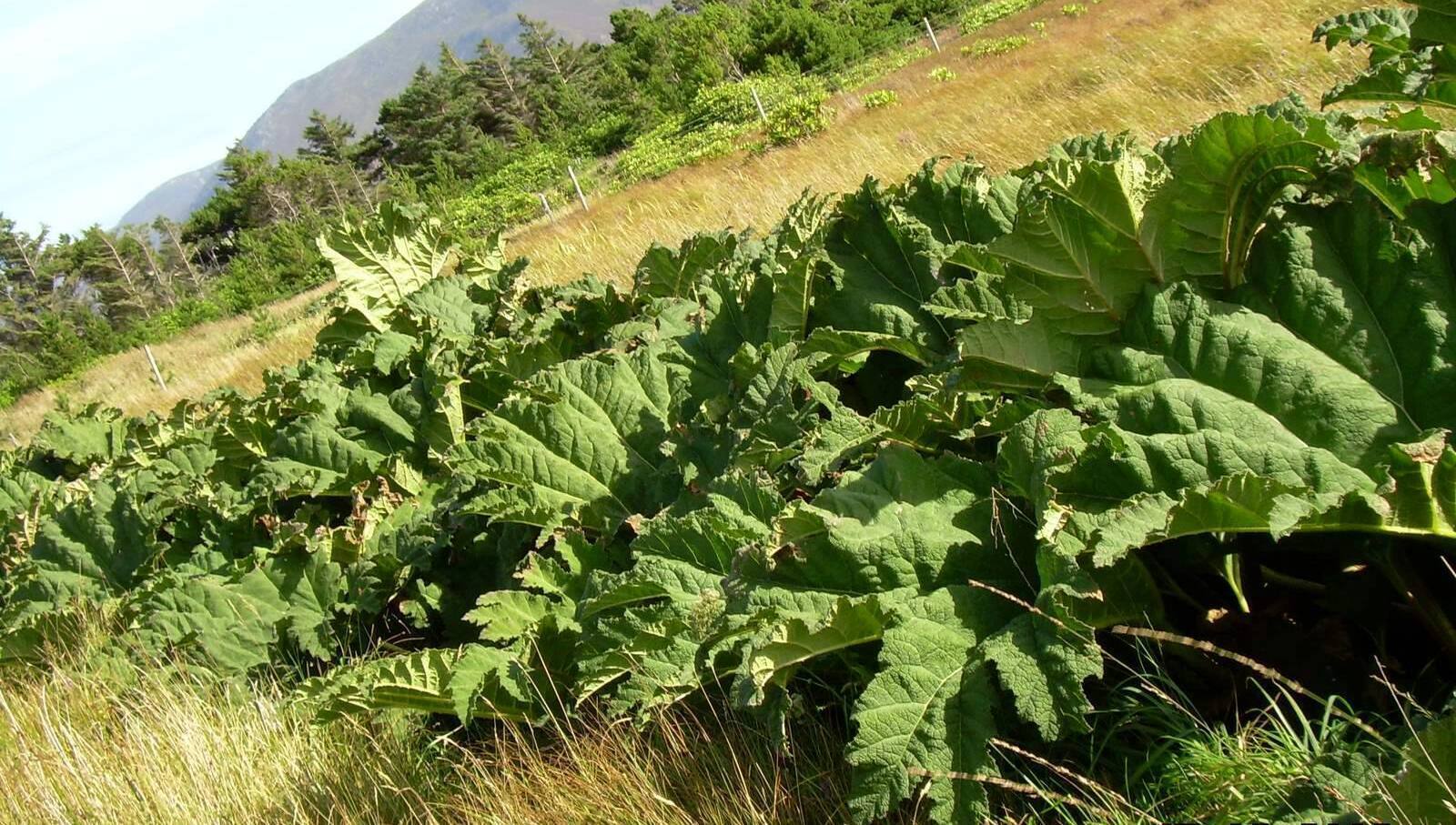 Due to Gunnera’s wide leaf span, large dense stands can have a dramatic impact on the local biodiversity by light exclusion, according to invasive species specialist firm INVAS Biosecurity.