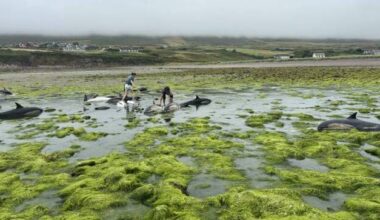 People rushed to save 16 stranded dolphins after a family from Spain holidaying in Co Kerry raised the alarm.
