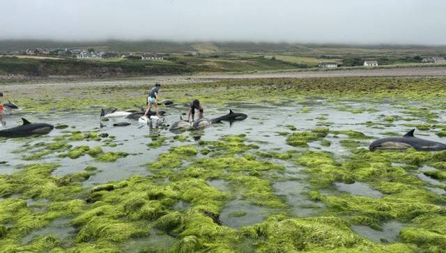 People rushed to save 16 stranded dolphins after a family from Spain holidaying in Co Kerry raised the alarm.