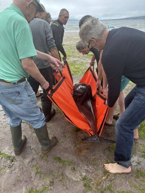 Local people scrambled to move the dolphins that were stranded in Co Kerry back into the water. 