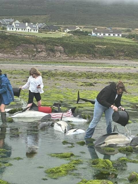 Volunteers helping to keep the beached dolphins hydrated. 