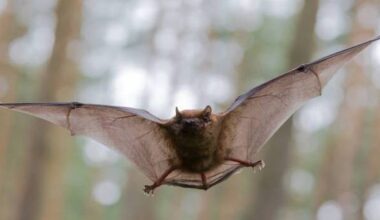 Bat fans invited to take part in Ballincollig walk 'n' talk about our nocturnal creatures 