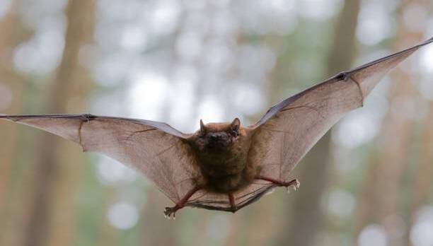Bat fans invited to take part in Ballincollig walk 'n' talk about our nocturnal creatures 