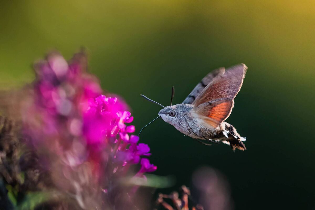 The hummingbird hawk moth has been seen recently in several parts of Co Cork and if temperatures continue to increase it could well start breeding here for the first time.