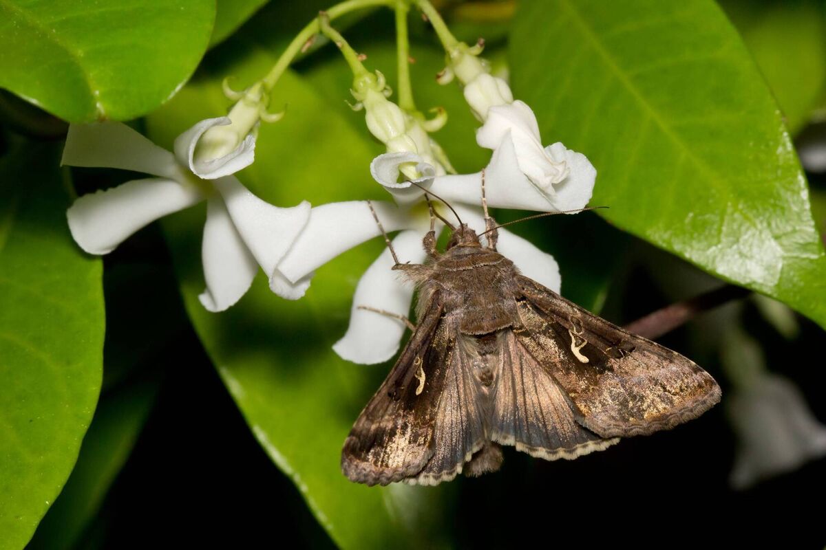 Silver Y moths are being seen here in larger numbers. Picture: Carlos Delgado/Wikipedia