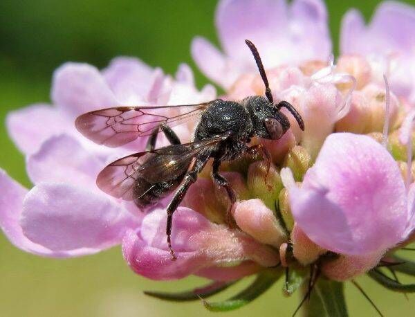 A critically endangered silver-sided nomad bee was recently discovered in Co Offaly. Picture: Steven Falk