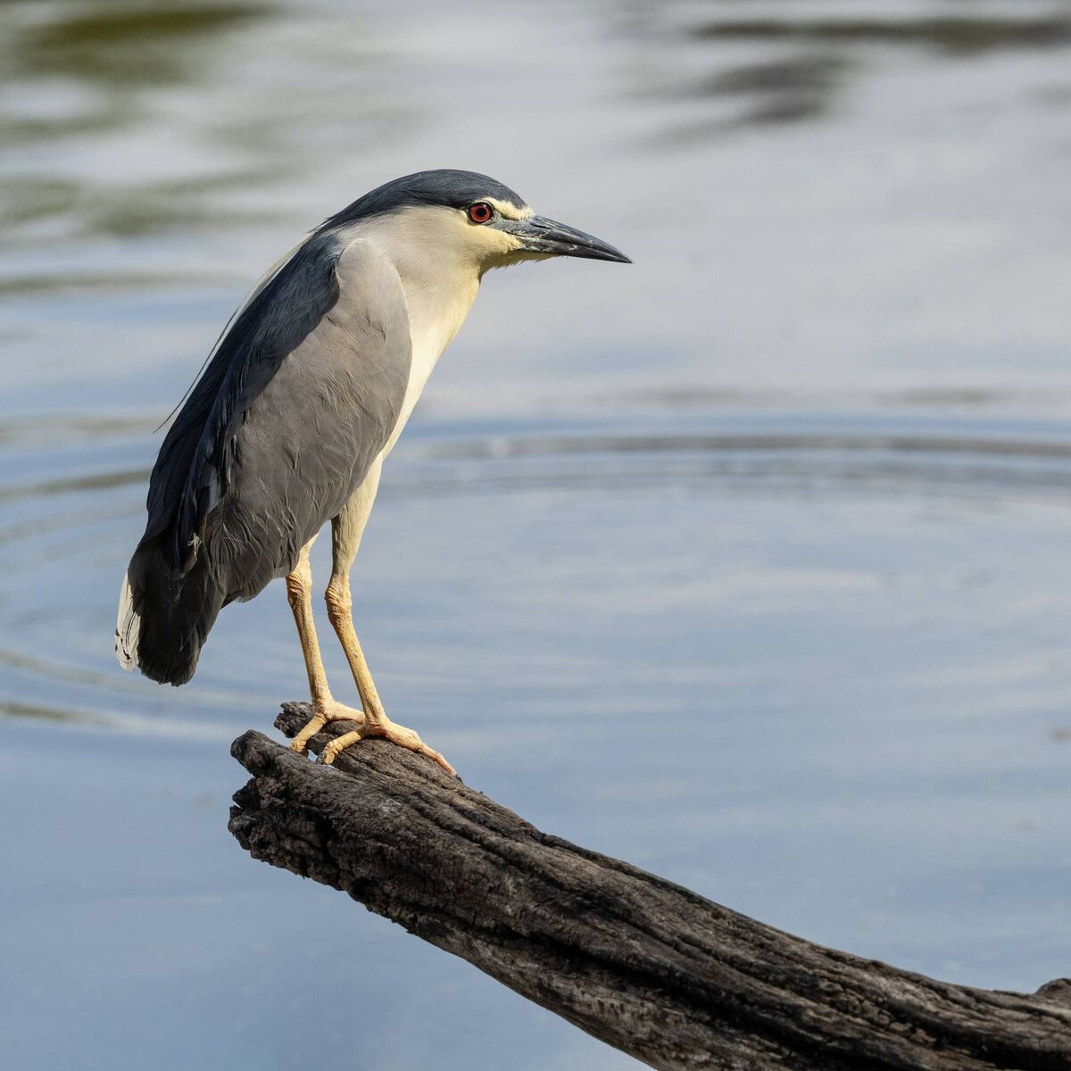 Three years ago there was a massive influx of the night heron to Ireland.