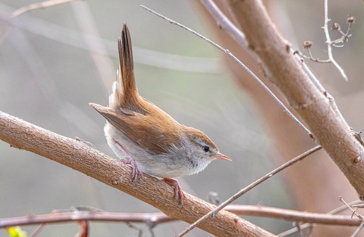 A cettis warbler was spotted for the first time in Ireland, in Co Cork six years ago.