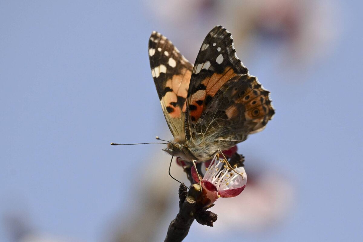 Painted lady butterflies have been coming to Ireland in greater numbers. Picture: Armend Nimani/AFP via Getty Images. 