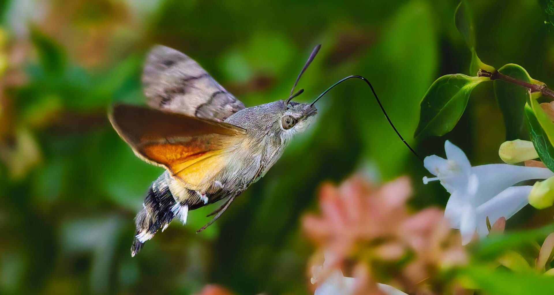 We are likely to see more exotic species in Ireland in the coming years due to global warming.