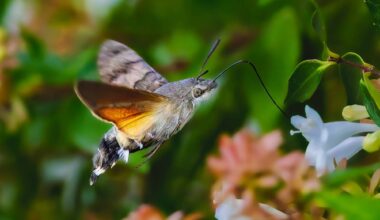 We are likely to see more exotic species in Ireland in the coming years due to global warming.