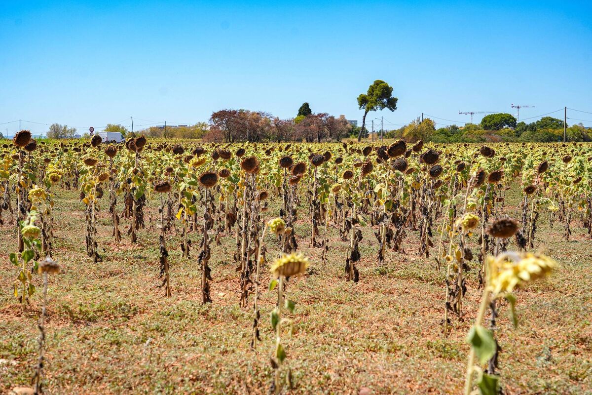 Harvests across Europe — here it's sunflowers in France on August 7 — are being hammered by heatwaves. States could begin curbing exports to feed their own populations. Picture: Nicolas Guyonnet/Hans Lucas/AFP/Getty