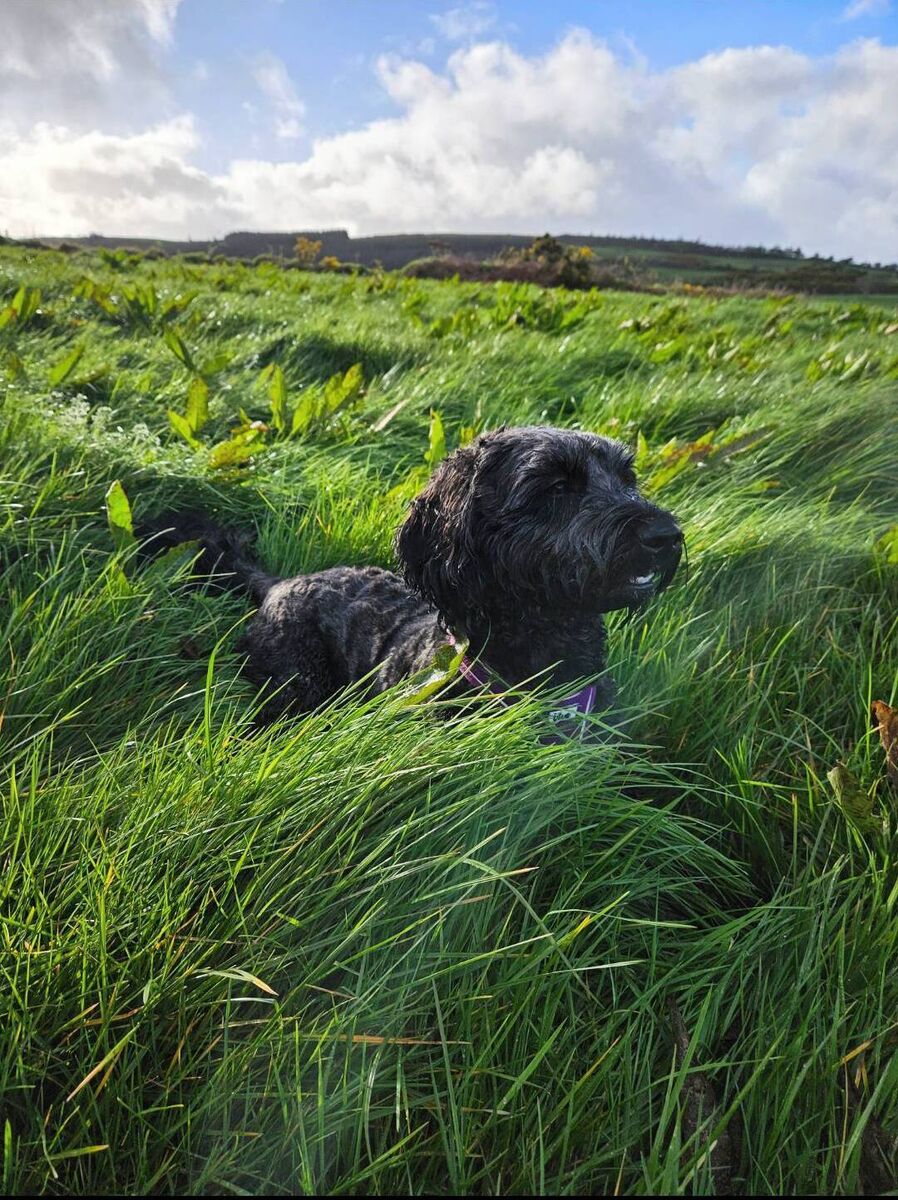 Luna, the couple's cockapoo, played a key role in the proposal.