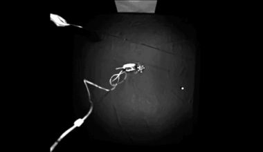 New findings begin to resolve theta sweep debate