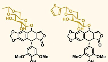 Baker’s yeast engineered to produce precursor for essential cancer drugs | Research