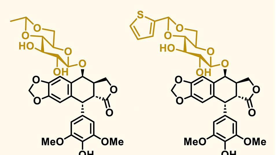 Baker’s yeast engineered to produce precursor for essential cancer drugs | Research