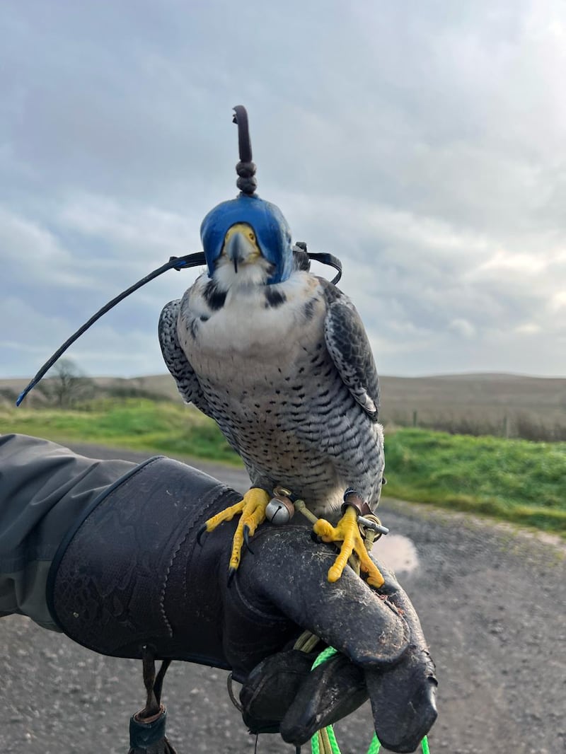 The falcon was not wearing its tracking device at the time, making efforts to locate the bird significantly more difficult.