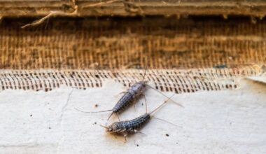 Woman who sought €8,000 in damages for silverfish ‘infestation’ fails in RTB case – The Irish Times