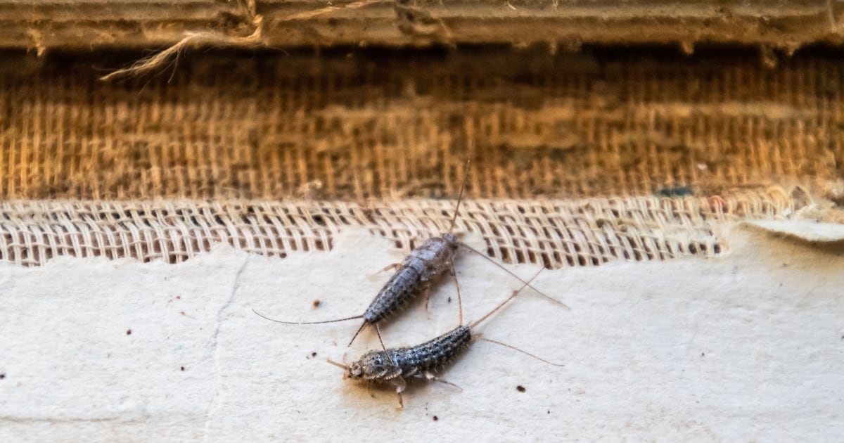 Woman who sought €8,000 in damages for silverfish ‘infestation’ fails in RTB case – The Irish Times
