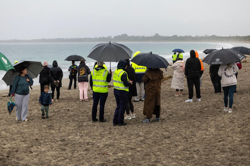 Scenes from Long Point in Port Kennedy today where a sub adult blue whale has beached. Picture: Michael Wilson