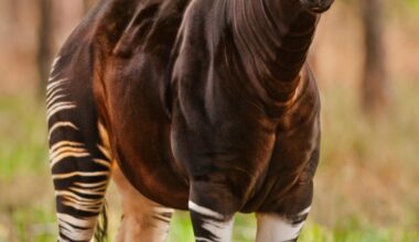 It looks half-zebra, half-giraffe and has a 50cm tongue that can lick its own ears. Meet one of the world's most confusing animals.