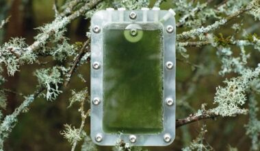 Living Algae Biocells: Biocell Generates Electricity Using Photosynthetic Cyanobacteria