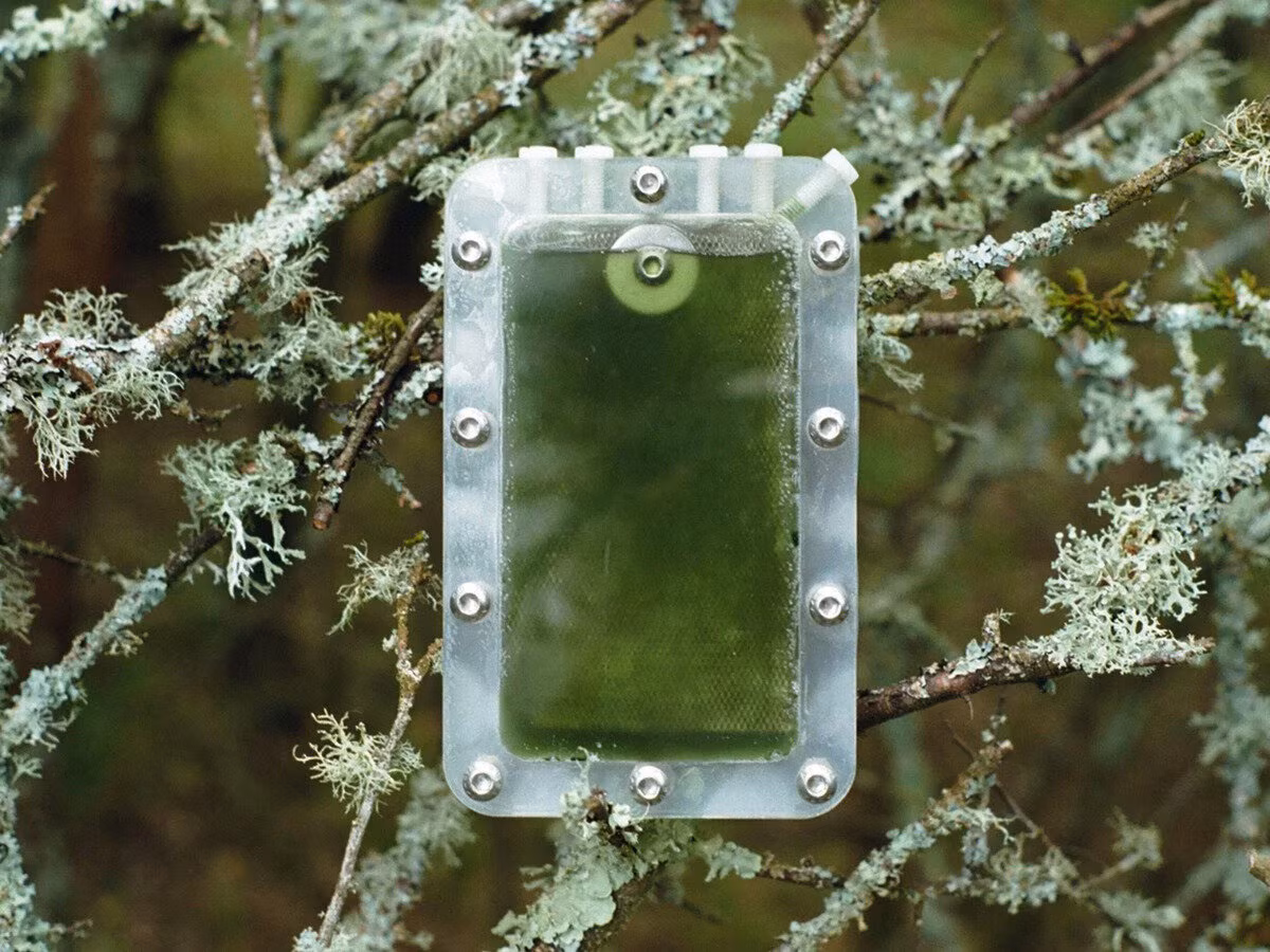 Living Algae Biocells: Biocell Generates Electricity Using Photosynthetic Cyanobacteria