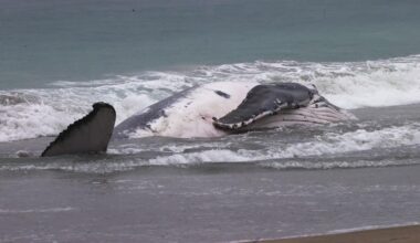 DBCA say humpback whale beached in Port Kennedy unlikely to survive
