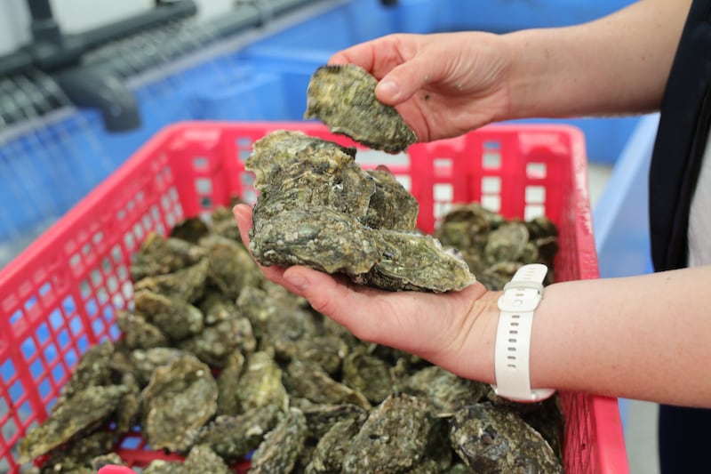 Réalt na Mara Shellfish oysters. Photograph: Bryan O’Brien