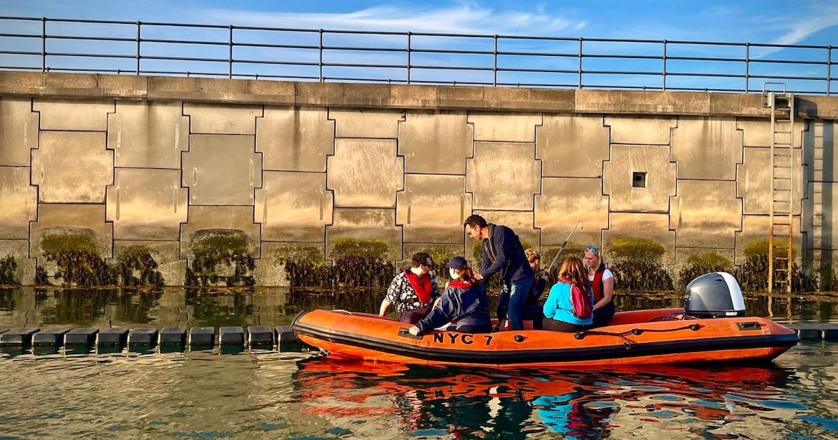 ‘Nature needs all the help it can get’: projects aim to re-establish oyster reefs – The Irish Times