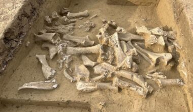 Ancient DNA shows Ice Age humans targeted female mammoths | News