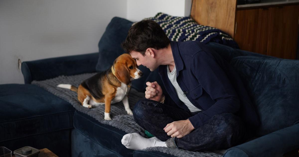 Gene-edited beagles may offer a future option for people with dog allergies | News