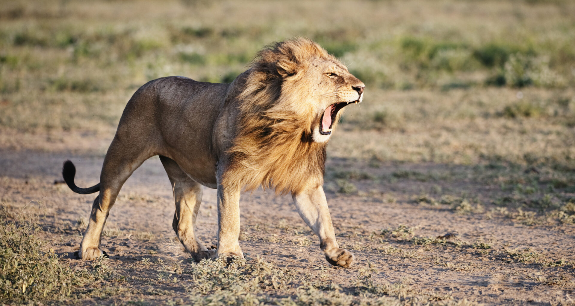 Zoo-housed lions show wild-style behaviours when fed whole carcasses