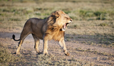 Zoo-housed lions show wild-style behaviours when fed whole carcasses