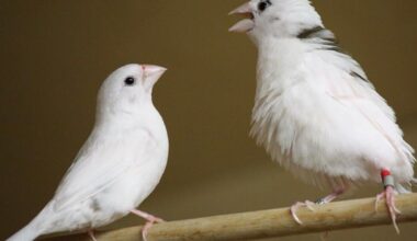 Science reveals birdsong shares hidden pattern with human language | National