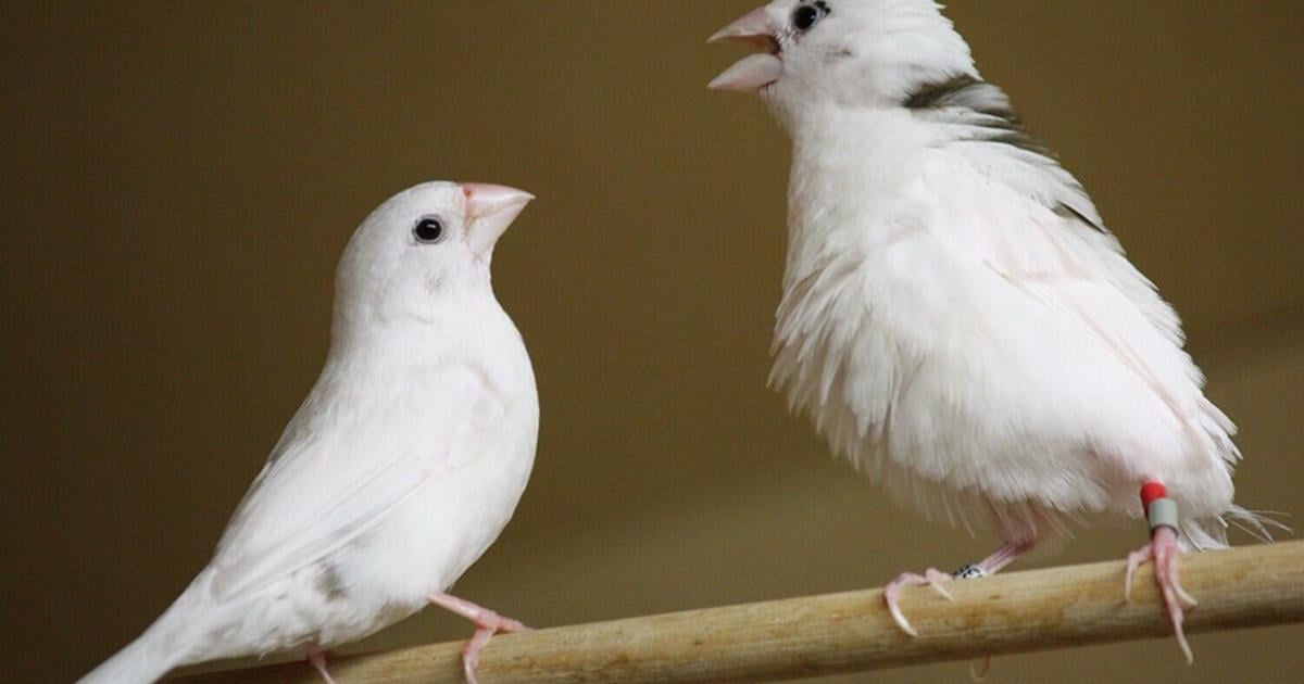 Science reveals birdsong shares hidden pattern with human language | National