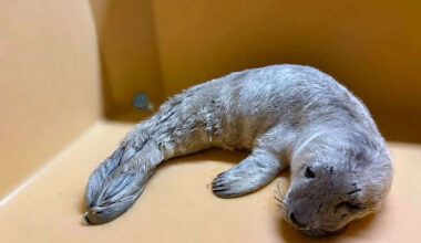 Baby seal rescued from Curracloe Beach receives care at Seal Rescue Ireland