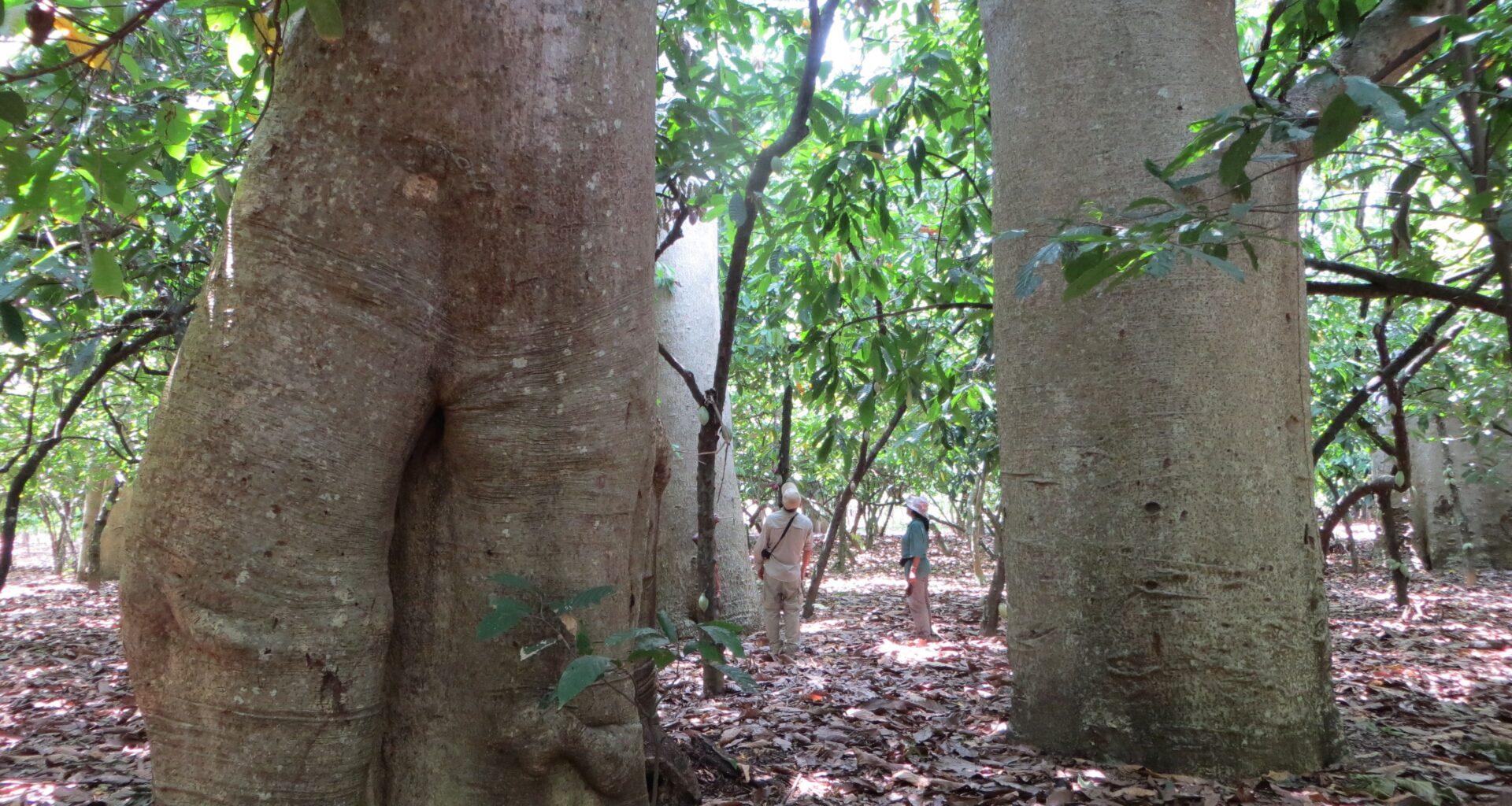 Researchers Differentiate New Species of Endangered Baobab Tree in Madagascar