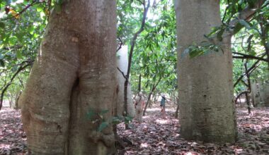 Researchers Differentiate New Species of Endangered Baobab Tree in Madagascar