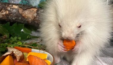 Adorable Albino Porcupine Rescued in Maine After Dogs Chase Him Through the Woods