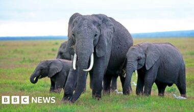 Kenya elephant deaths: Behind the poisoning and the pesticide mystery - BBC