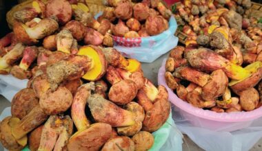 Photo of multiple tubs full of lanmaoa asiatica mushrooms