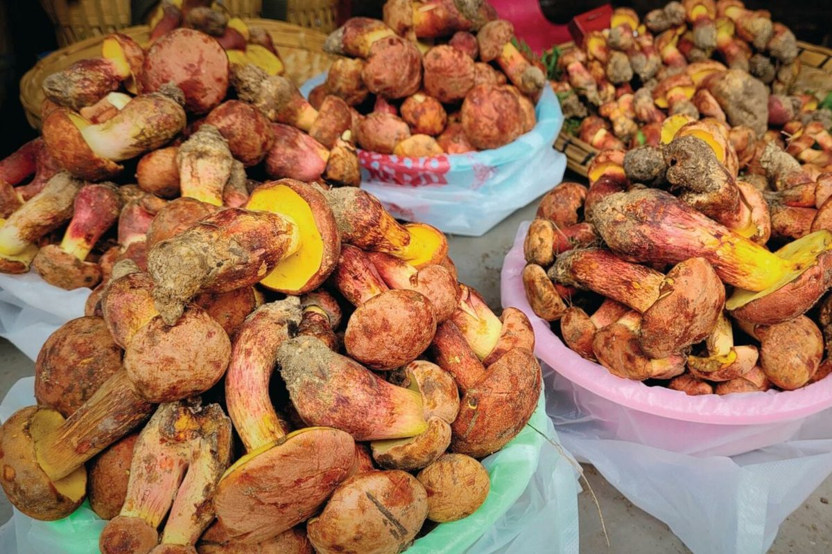 Photo of multiple tubs full of lanmaoa asiatica mushrooms
