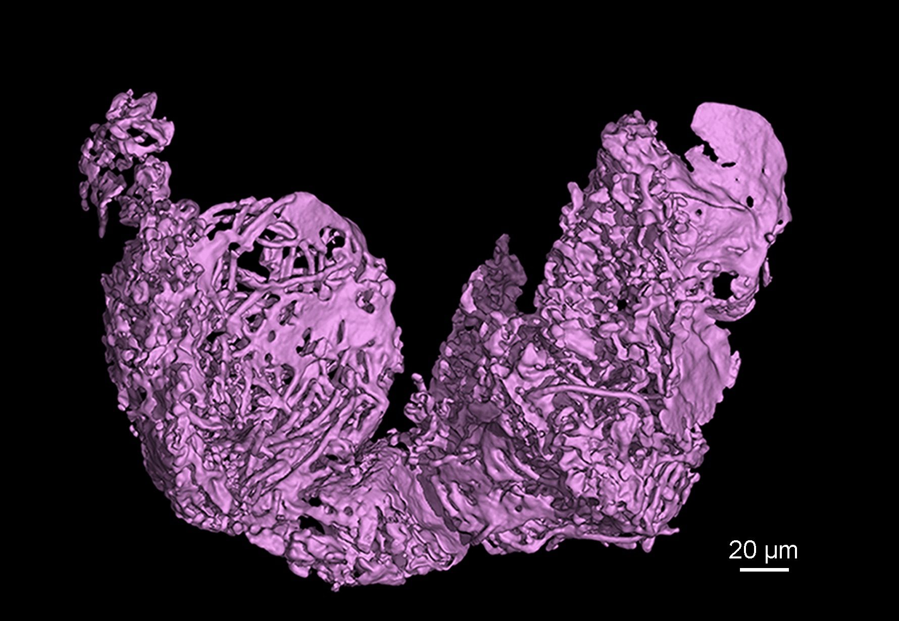 Reconstruction of both sperm storage organs (seminal receptacles) of a female of the ostracod crustacean Myanmarcypris hui. They are filled with filamentous giant sperms, suggesting that the female had been inseminated shortly before it was trapped in resin. © He Wang