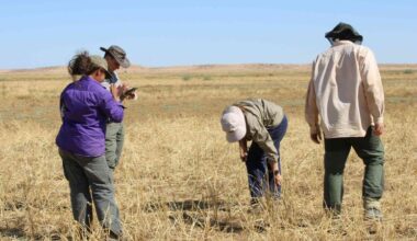 A Large Field of Channel Millet