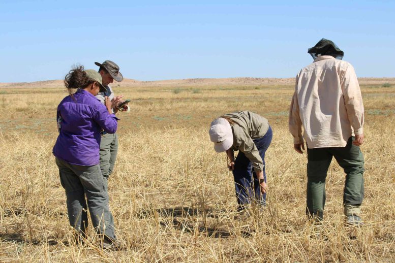 A Large Field of Channel Millet
