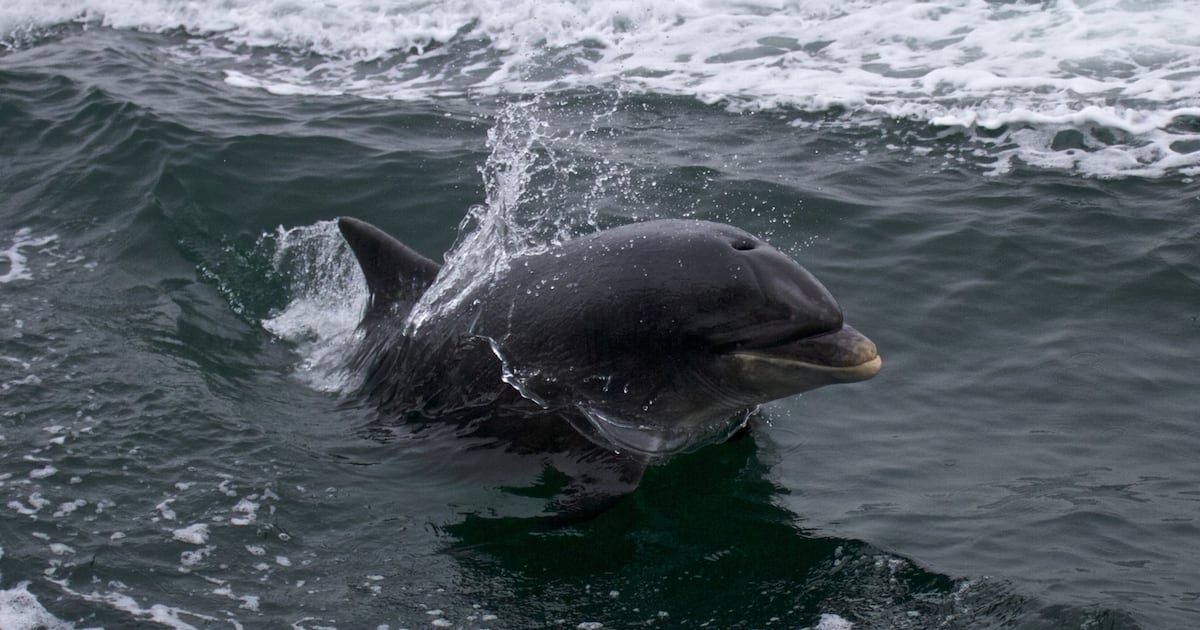 Fungie the Dolphin a product of an unusual maritime mixed marriage, DNA study finds – The Irish Times