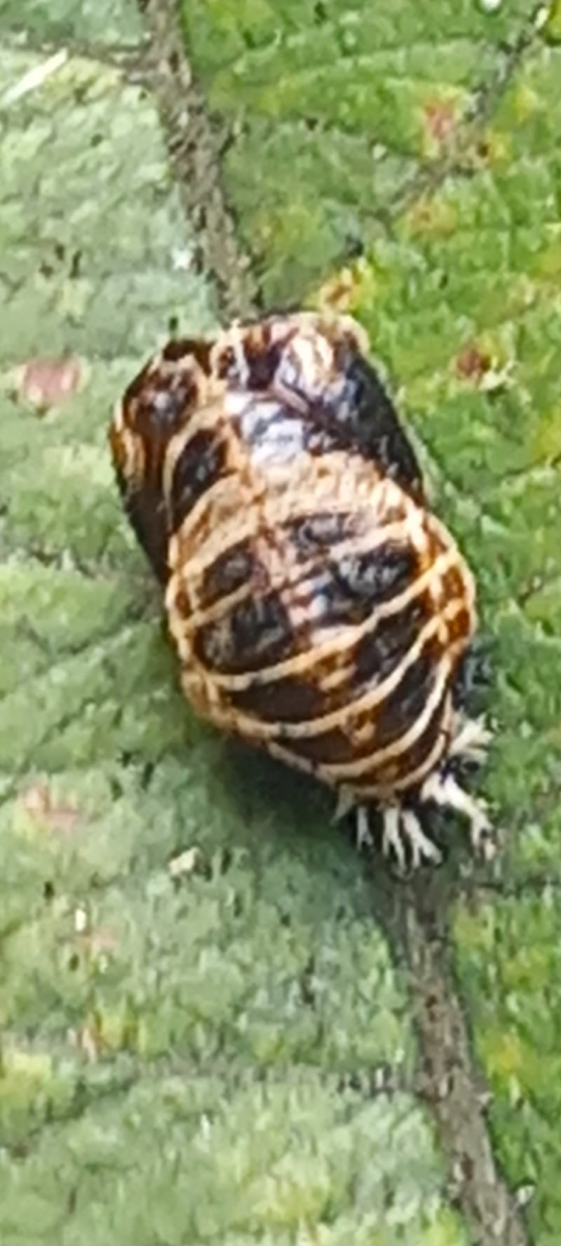 This strange gall spotted on a leaf in Blackrock in July were the covers left behind by pupating ladybirds
