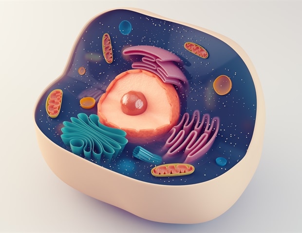 Cell proliferation gene plays a distinct role in cells that no longer proliferate